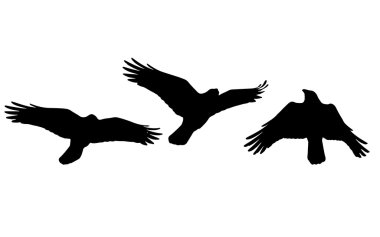 Karga üç pozisyonlarda uçan siluet