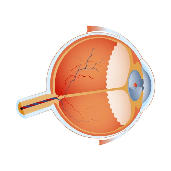 Eye Ball Structure Modern Flat Vector Illustration Detailed Anatomy Healthy — Stock Vector