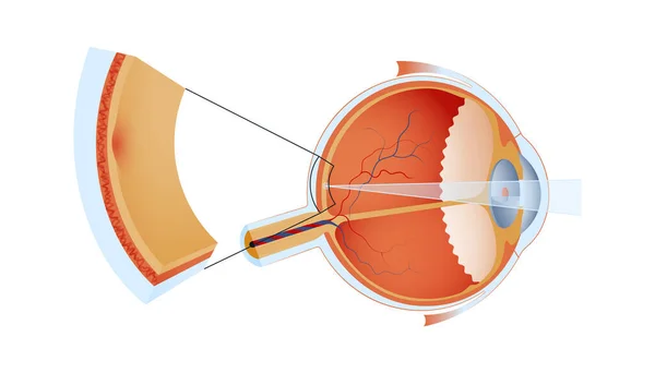 Struktur Bola Mata Modern Flat Vector Illustration Anatomi Rinci Dari - Stok Vektor