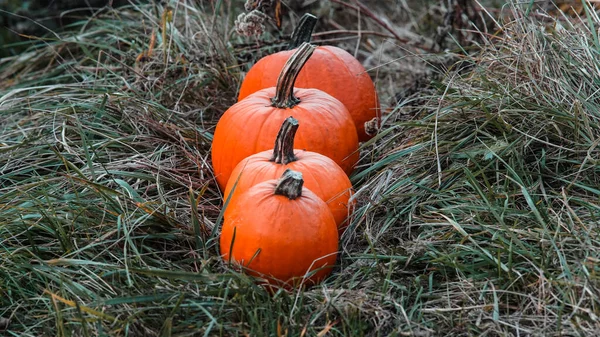 Session Automne Avec Citrouilles Traditionnelles — Photo