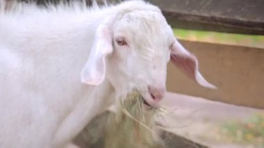 Bir keçi çim çiğneme