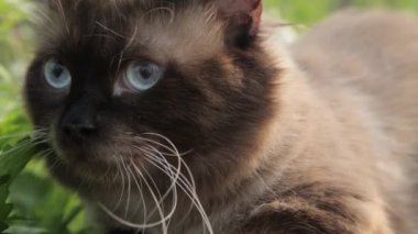 Bir kedi çim üzerinde yalan