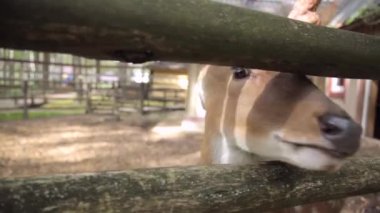 Hayvanat bahçesinde bir geyik olduğunu