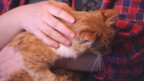 Жінка торкається кота — стокове відео
