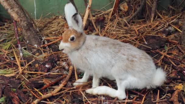 Ein Hase ist im Zoo — Stockvideo