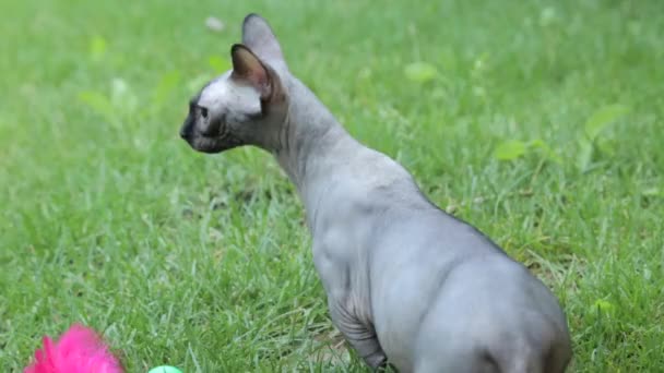 Un gato esfinge está en la hierba — Vídeo de stock