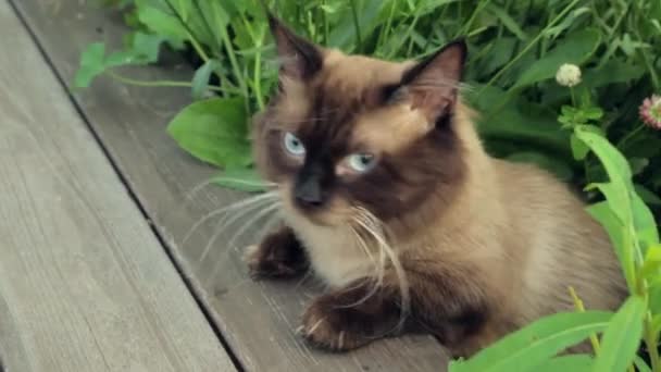 Un chat est sur la nature — Video