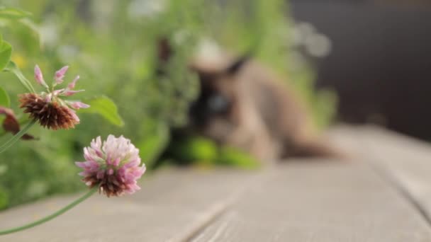 Um gato está na natureza — Vídeo de Stock