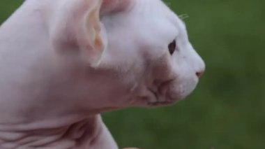 Sphynx kedi ellerinizde