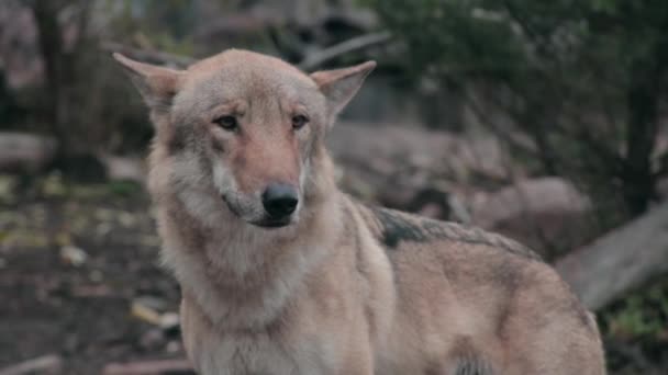 Ormanda bir kurt — Stok video