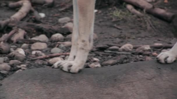 Las patas de un lobo — Vídeo de stock