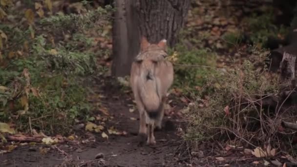 Un lobo en el bosque — Vídeo de stock