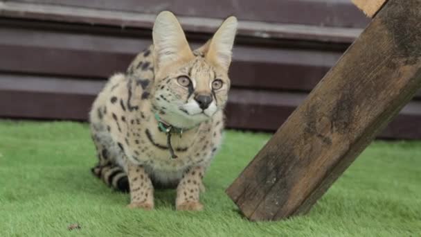 Le chat est sur l'herbe 