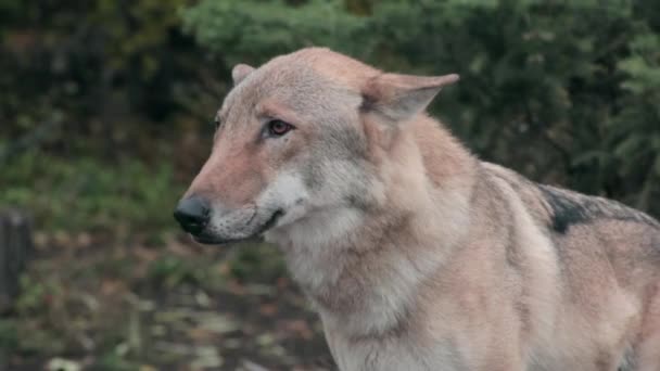 Een wolf in het bos — Stockvideo