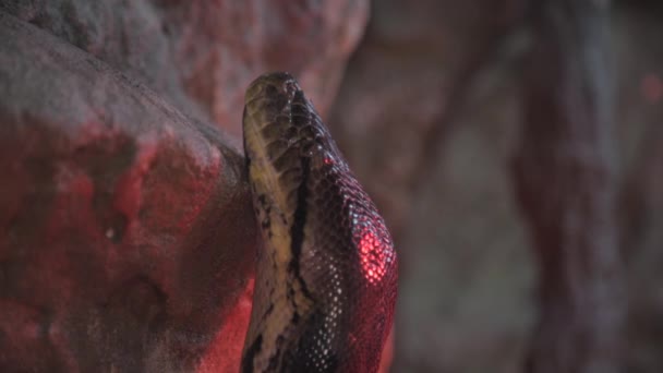 Голова змеи — стоковое видео