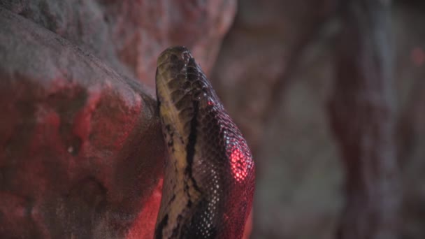 Una testa di serpente — Video Stock