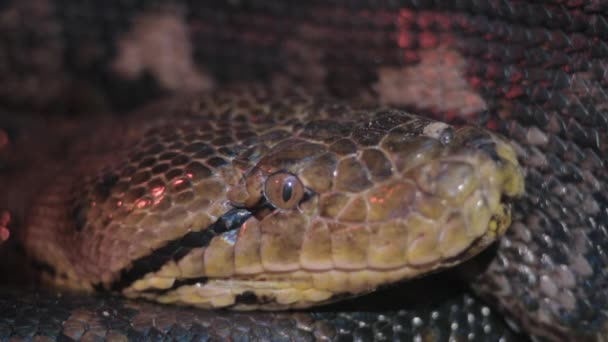 Une tête de serpent — Video