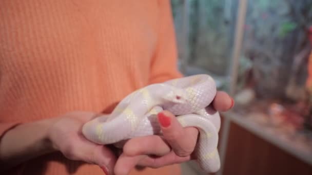 Змея в руках — стоковое видео