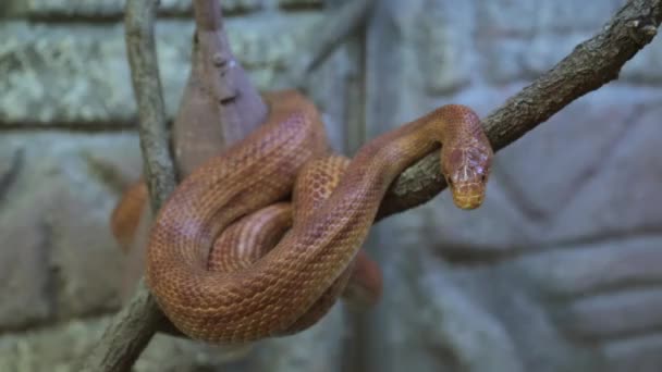 Snake on a tree — Stock Video