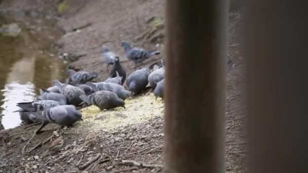 Голуби їдять пшоно — стокове відео