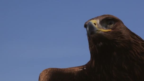 Het hoofd van de adelaar — Stockvideo