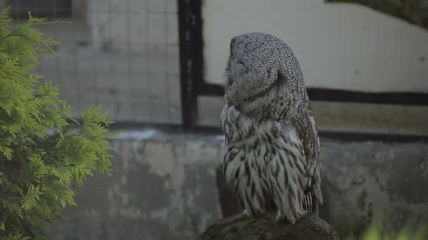 La chouette tourne la tête — Video