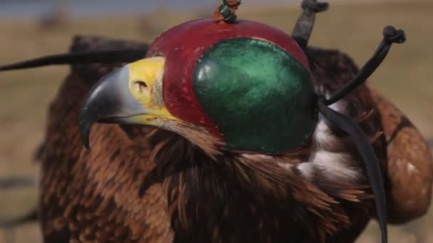 Un halcón en el sombrero — Vídeo de stock