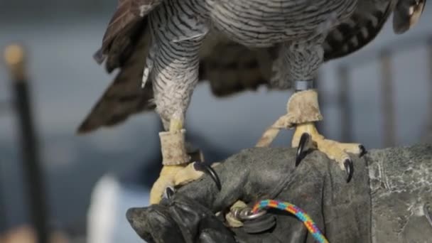 El halcón en la mano — Vídeo de stock