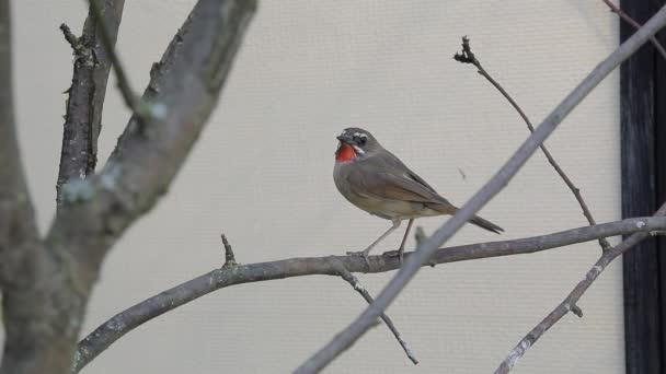 A nightingale is singing — Stock Video