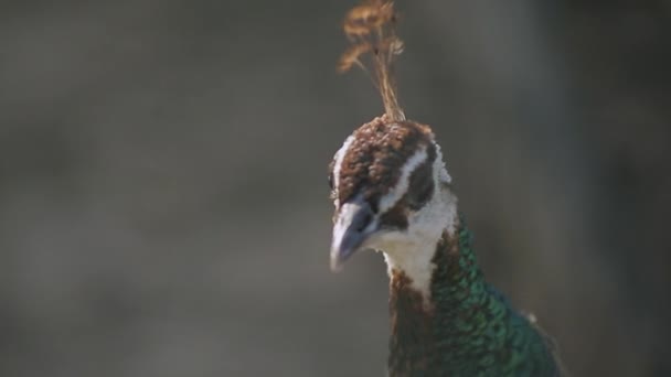 La cabeza de un pavo real — Vídeos de Stock