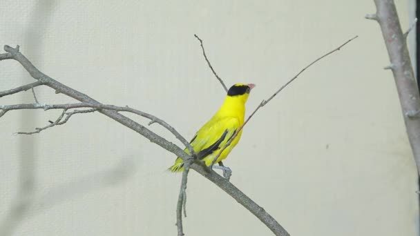 Oiseau jaune sur la branche — Video