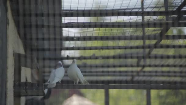 Palomas esmaltadas en la jaula — Vídeo de stock