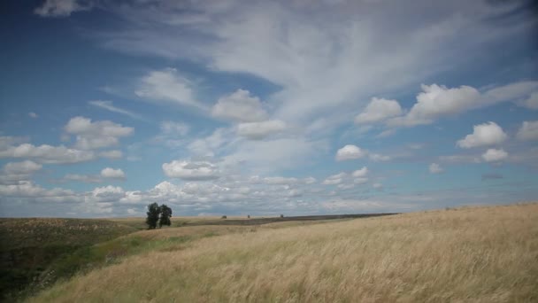 Wiatru w polu — Wideo stockowe