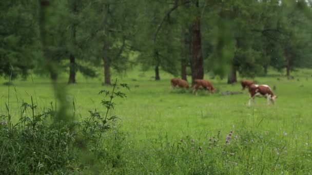 Пасовище — стокове відео