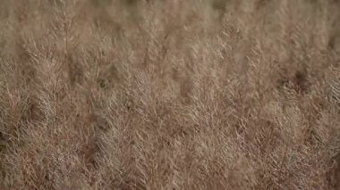 alan