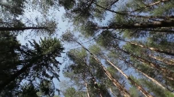 Bosque — Vídeos de Stock