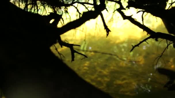 Δάσος — Αρχείο Βίντεο