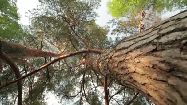 Bosque — Vídeos de Stock