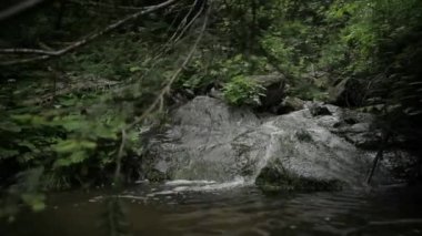 Ormanın derinliklerinde