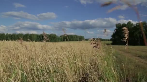 A gabona a mező — Stock videók