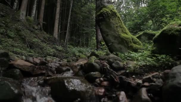 Arroyo en el bosque — Vídeo de stock