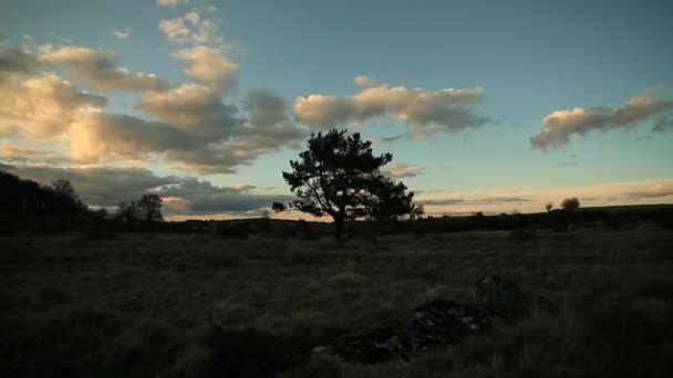 Albero solitario in un campo — Video Stock