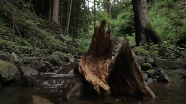 Creek na floresta — Vídeo de Stock