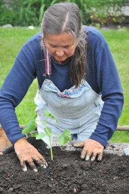 Tulumlu orta yaşlı bir kadın bahçeye fidanlar dikiyor.