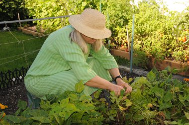Orta yaşlı bir kadın sebze bahçesiyle ilgileniyor.