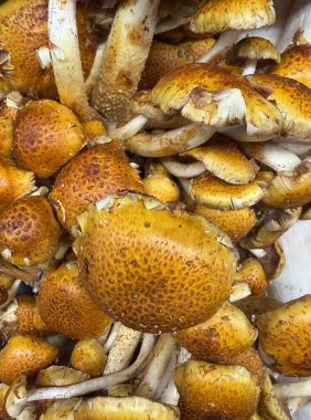 Bol miktarda altın kahverengi mantar kümesi, desenli ve kalın saplı. Taze, doğal ve çok yönlü yemek yapma potansiyelini çağrıştırıyor..