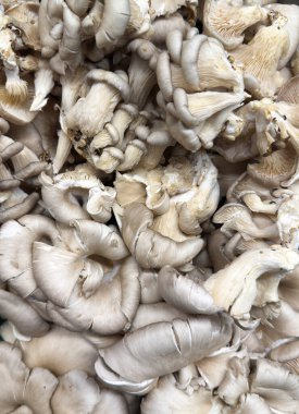 Taze beyaz istiridye mantarları, kremalı dokular ve kıvrımlı kapaklar organik, doğal bir görünüm oluşturur. Mutfak, vejetaryen yemekleri, ya da çiftlikten sofraya temaları ve yemek fotoğrafçılığı portföyleri için mükemmel.