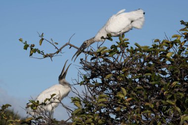 Florida 'da, iki beyaz leylek açık mavi gökyüzünün altındaki yapraklı bir ağaçtaki yuvaya tünemişti. Bu doğal vahşi yaşam sahnesi, sakin bir kuş etkileşimi ve doğa güzelliğini yakalar..
