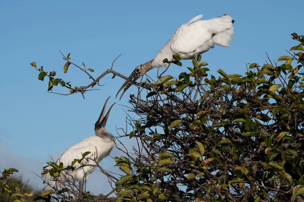 Florida 'da, iki beyaz leylek açık mavi gökyüzünün altındaki yapraklı bir ağaçtaki yuvaya tünemişti. Bu doğal vahşi yaşam sahnesi, sakin bir kuş etkileşimi ve doğa güzelliğini yakalar..