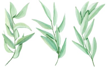 Ökse otu elementleri. Kartpostalların dekorasyonu, tasarım işleri, kumaş ve tekstil tasarımı, hediyelik eşya, ambalaj tasarımı, davetiye, ambalaj